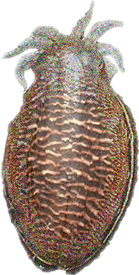RECJ