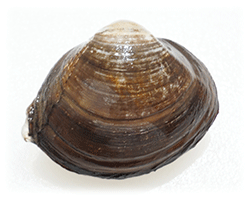 zbLL