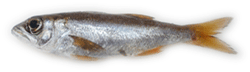Nc