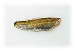 Nc