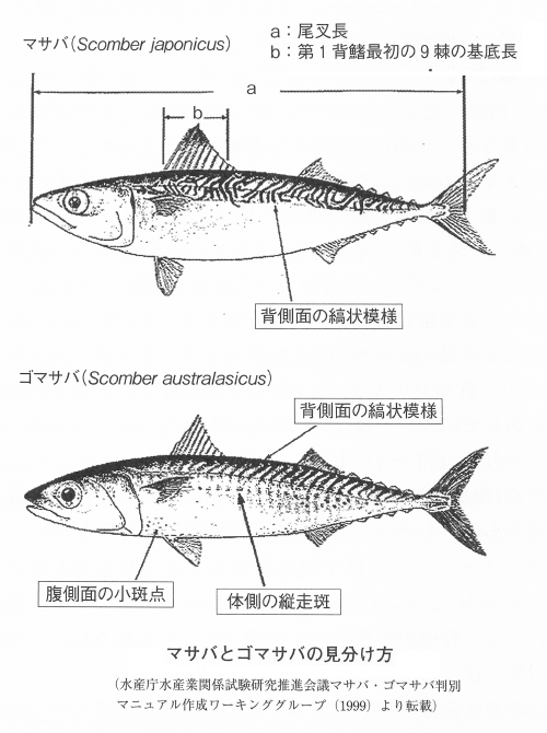 Fish Food Times 10月 14年 鮮魚コンサルタント樋口知康