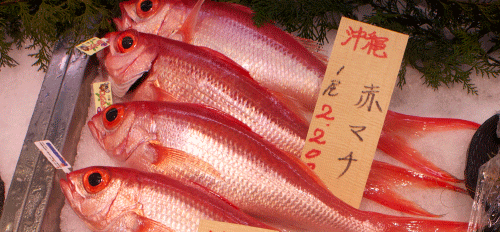 Fish Food Times